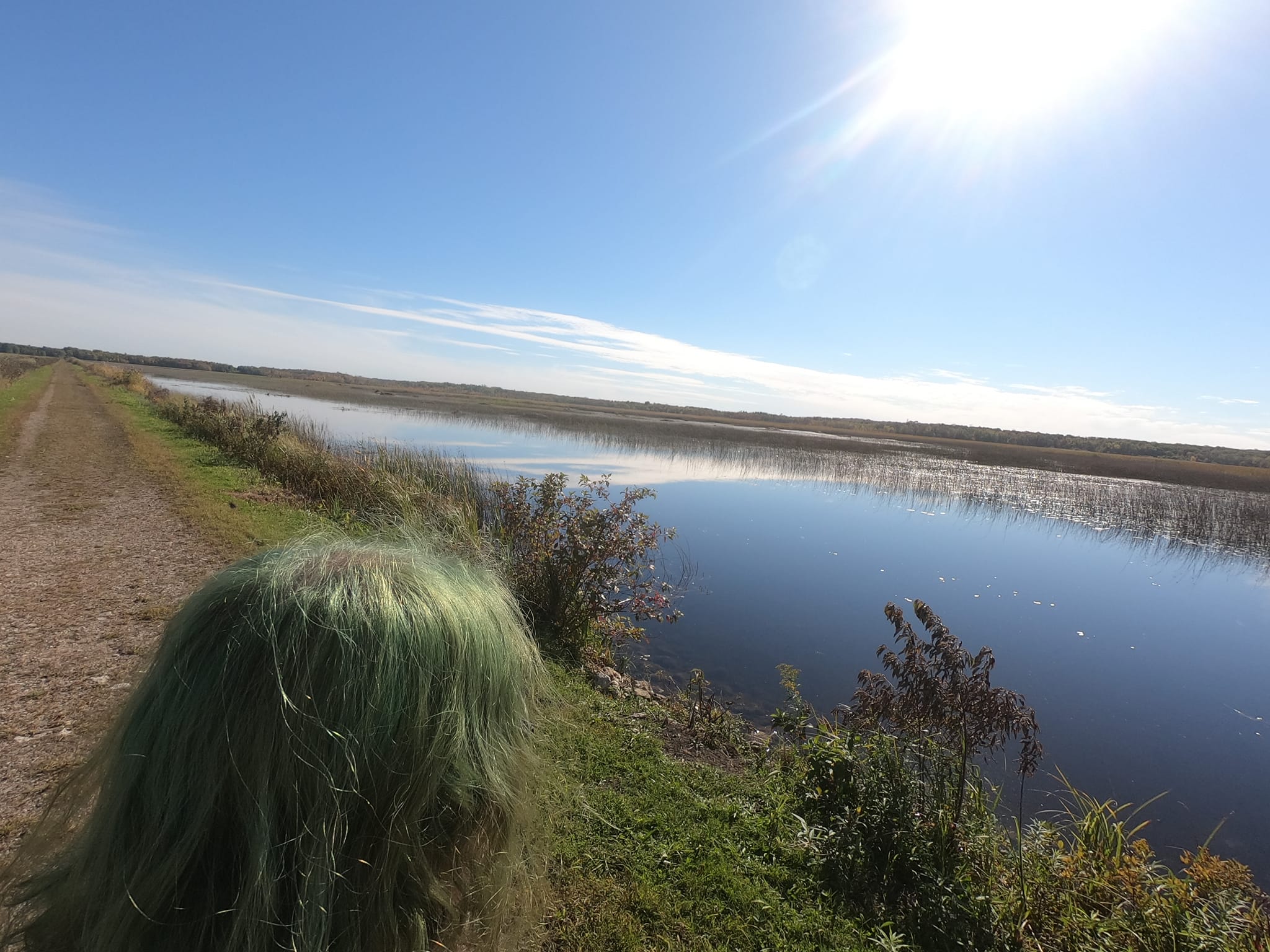 A human is photographed from behind, only long green hair is visible, a road and wetland are visible